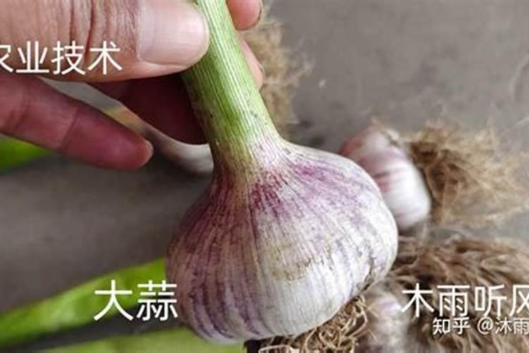 鱼蛋白对大蒜苗有啥作用