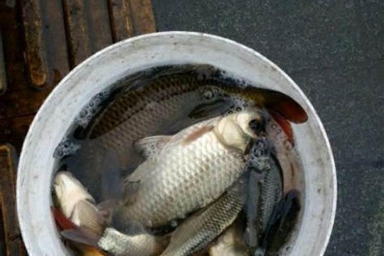 安徽绩溪特产:绩溪臭鳜鱼