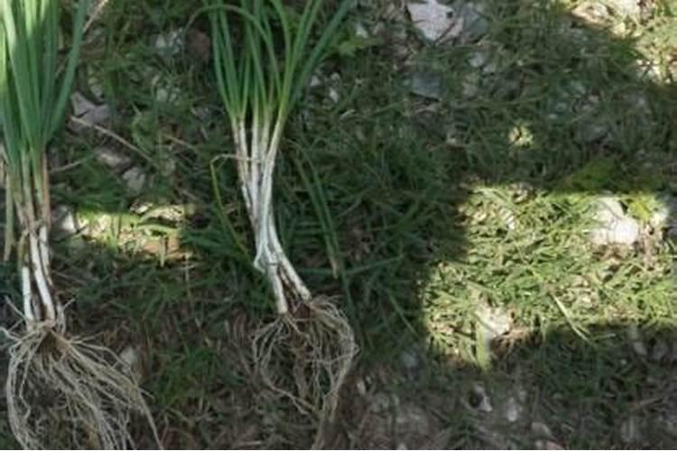 大葱施什么肥料好？大葱高产用什么叶面肥？大葱喷施昆仑风增产百度知 ...