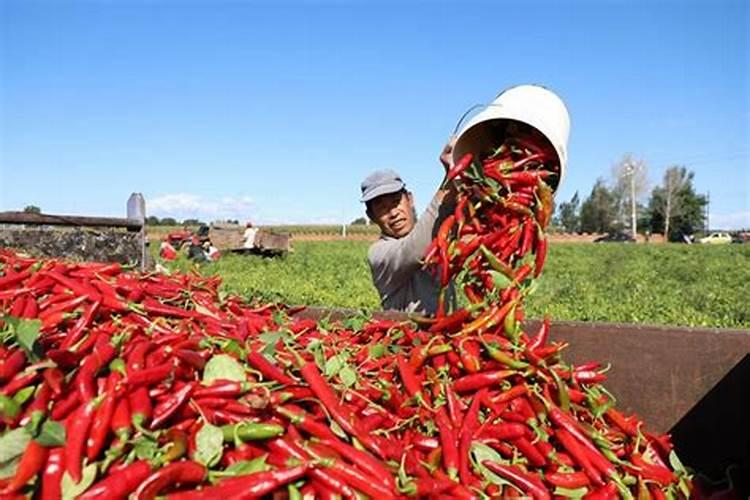 辣椒采收前20天喷施磷酸二氢钾可以吗？