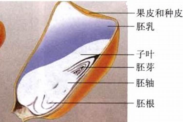 微量元素是什么哪些食物含微量元素比较？