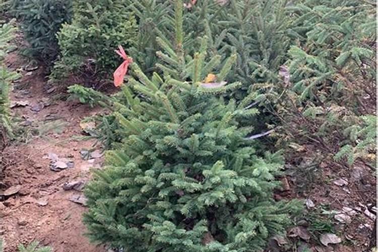 种植云杉树用什么肥料好