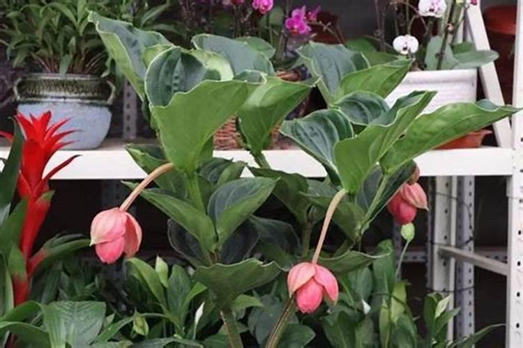 宝莲灯花浇什么肥料好