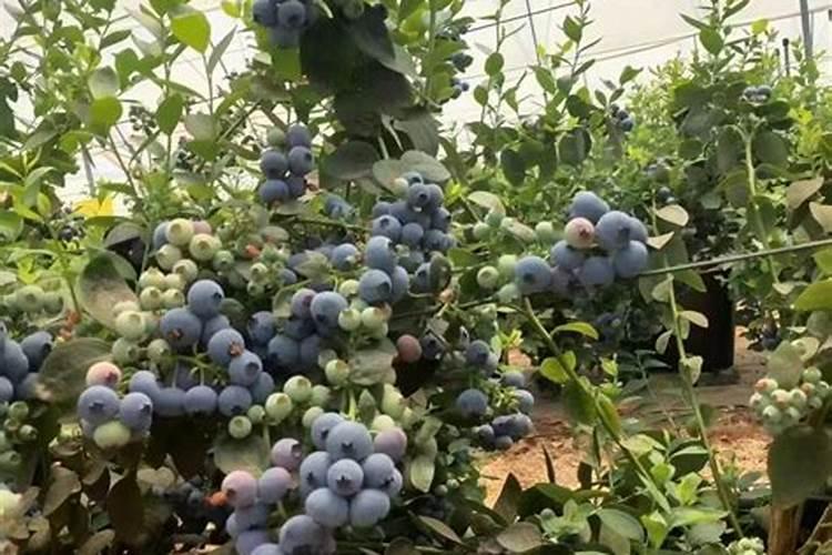 暖棚蓝莓各时期管理重点!