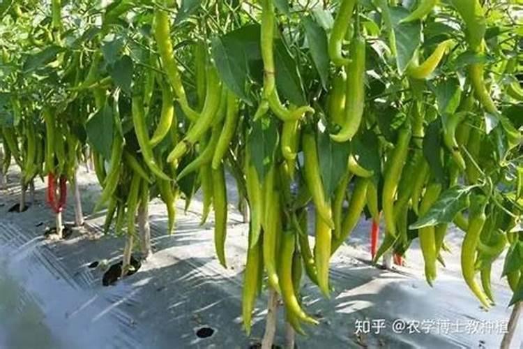 麦茬小辣椒该怎么种植