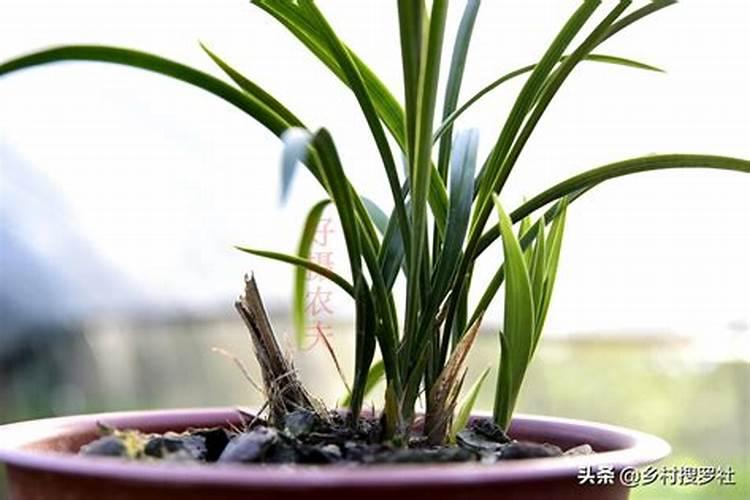 兰花分株后怎样浇水施肥？