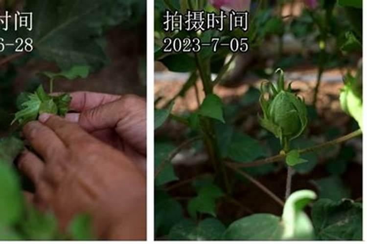 一颗棉花结多少个棉桃(怎么种棉花一株能多多个桃子)