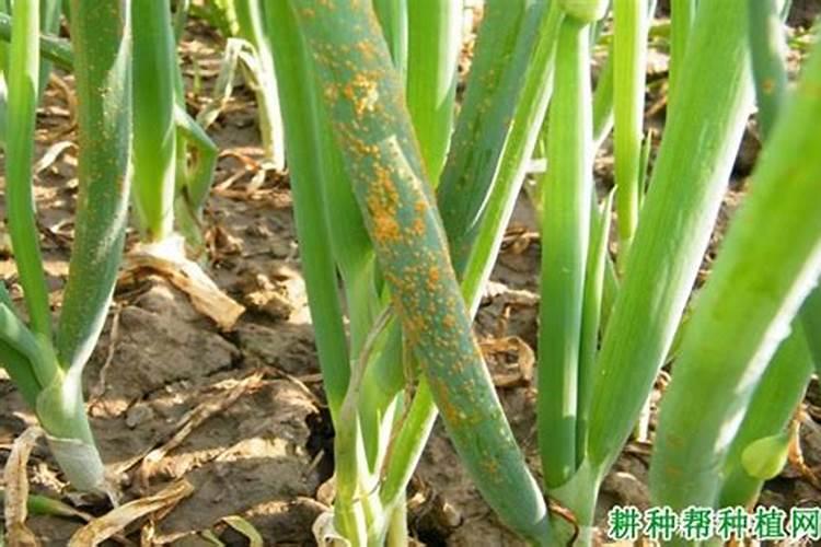 在大葱种植过程中出现烂根现象,具体是什么原因呢？