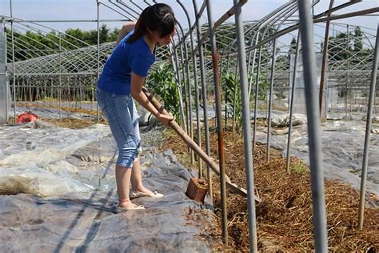 苹果树什么时候用水溶肥,怎么用最好