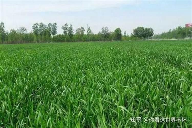 新上盆多肉要怎么浇水