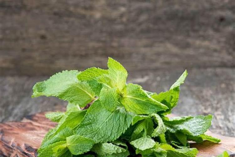 薄荷需要施肥吗 薄荷怎么施肥