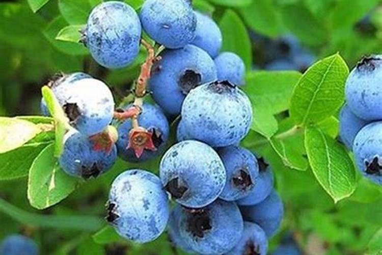 蓝莓施肥用什么肥料最好