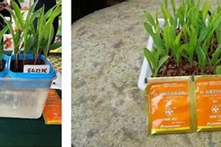 种植马铃薯怎样施肥？