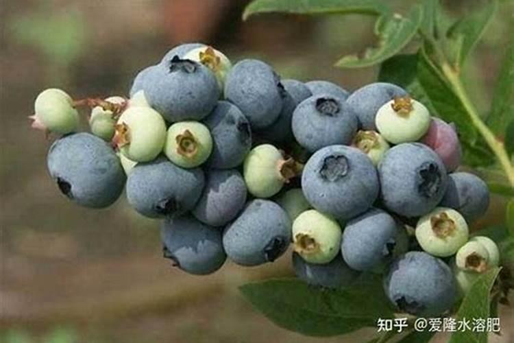 我刚种下的蓝莓要怎样施肥