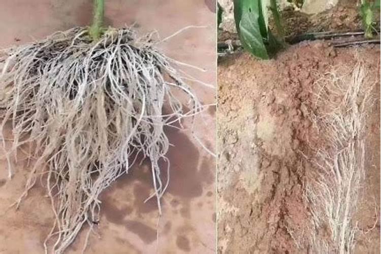 什么肥料能促长植物的根
