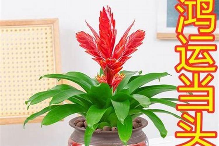 是先浇水再种花,还是先种花再浇水？