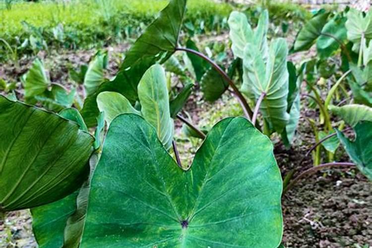 芋头追肥用什么肥料好