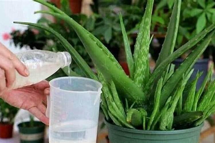 番薯藤泡茶有什么好处