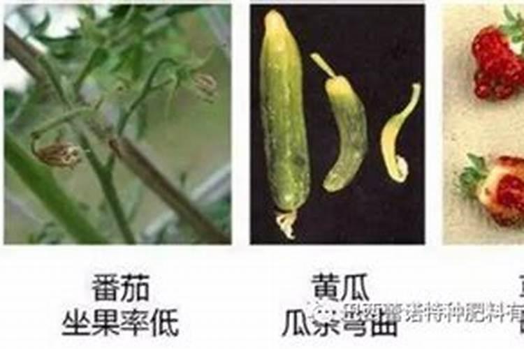 三叶梅不开花怎么办