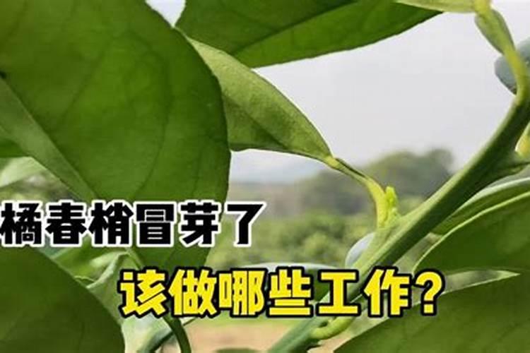 膨果期能打芸苔素吗
