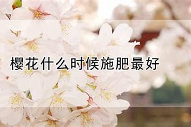 盆栽樱花怎么养 盆栽樱花的养殖方法和注意事项