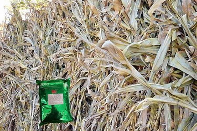 玉米发酵做肥料