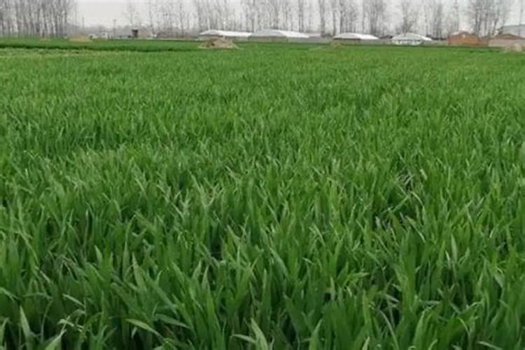 想要小麦高产有哪些种植小技巧？需要给小麦施硼肥吗？