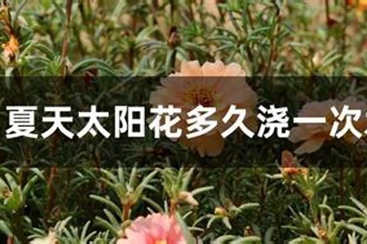 太阳花怎么养护