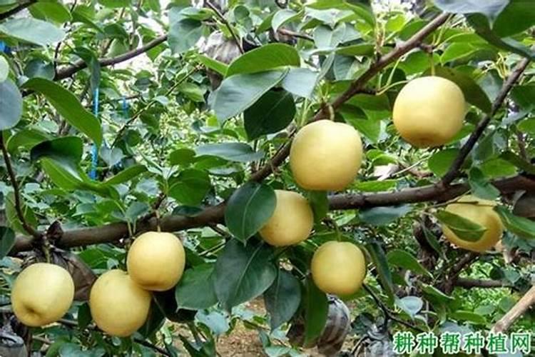 氨基酸肥料对果树是何作用,该怎样正确使用？