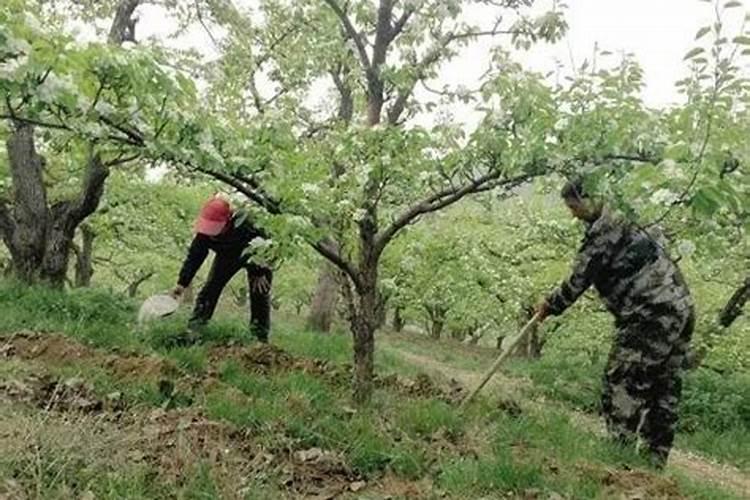 梨树施肥时间和方法 注意事项有哪些
