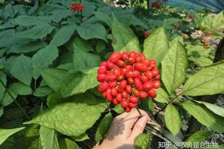 想问柴胡苗后打什么除草剂不伤苗