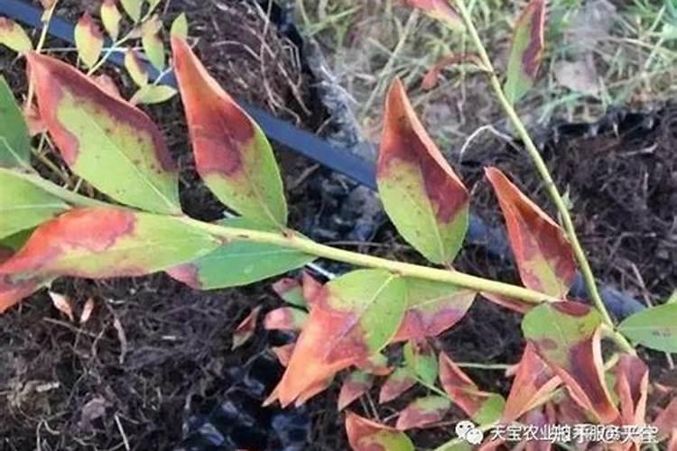 蓝莓都在什么时间段使用硼