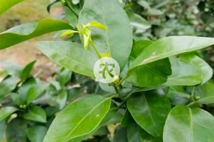 柑橘保花保果用什么药