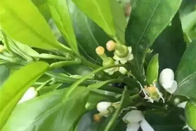 果树开花后打什么药果子才不掉