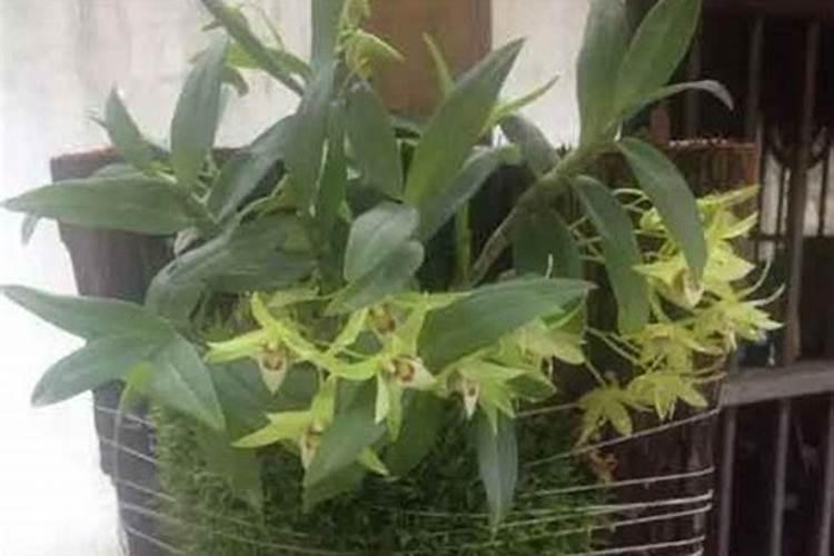 板植石斛夏天怎么浇水一天浇几次 板植石斛夏天如何浇水