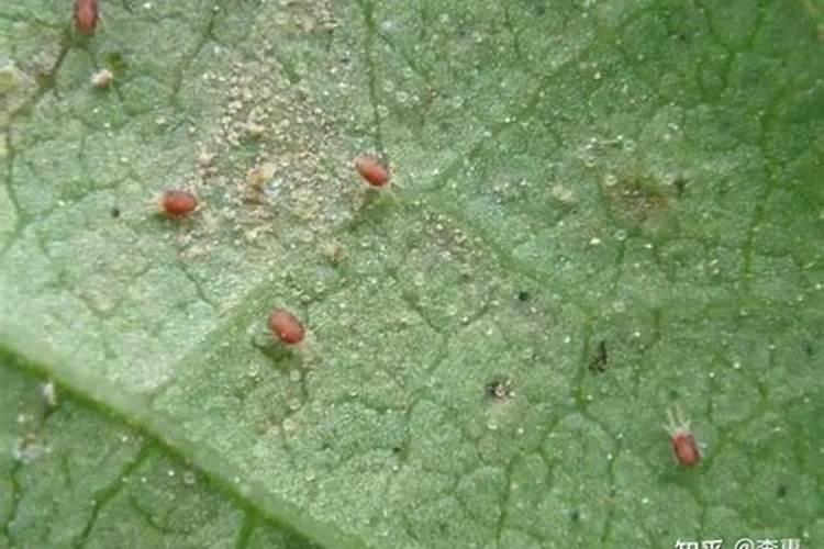 氧化硼肥片能用于防治果树蚜虫吗？
