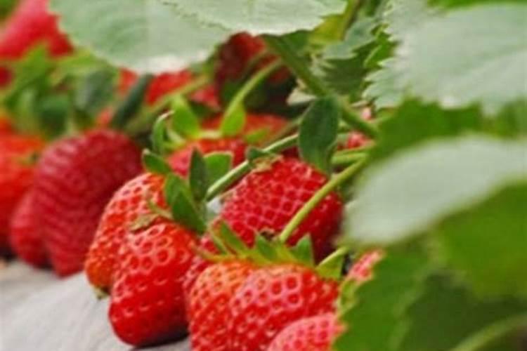 草莓磷肥什么时候用？磷肥施用过量该怎么补救？