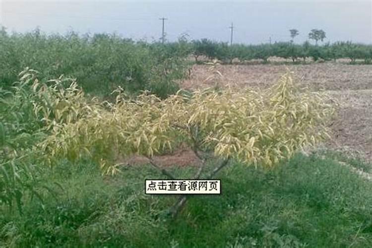 治疗黄化曲叶病毒病TY的药
