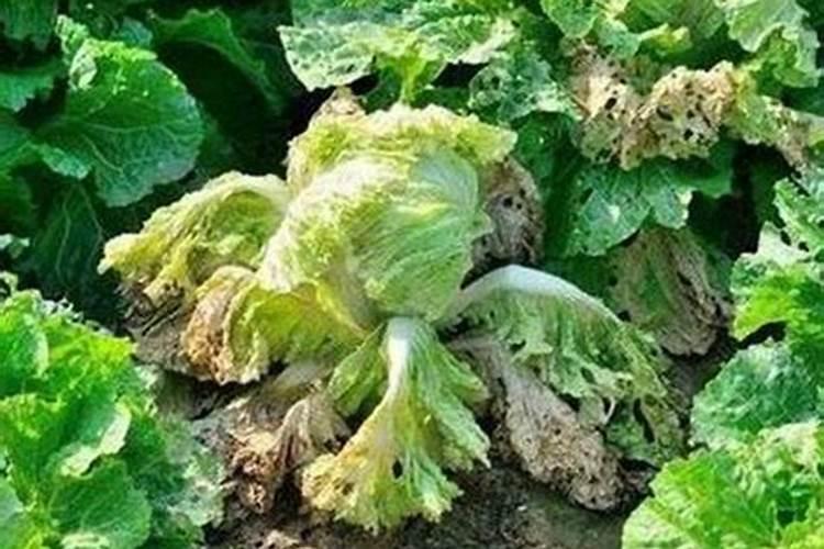 白菜最忌三种肥料