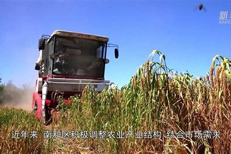 谷子使用富硒肥生产的小米能达到含硒标准吗？