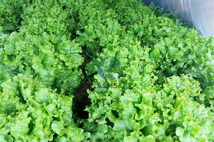 意大利生菜种植方法
