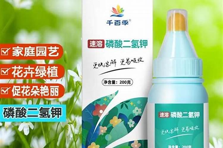 磷肥在什么时候施肥最好？月季什么时候施磷肥