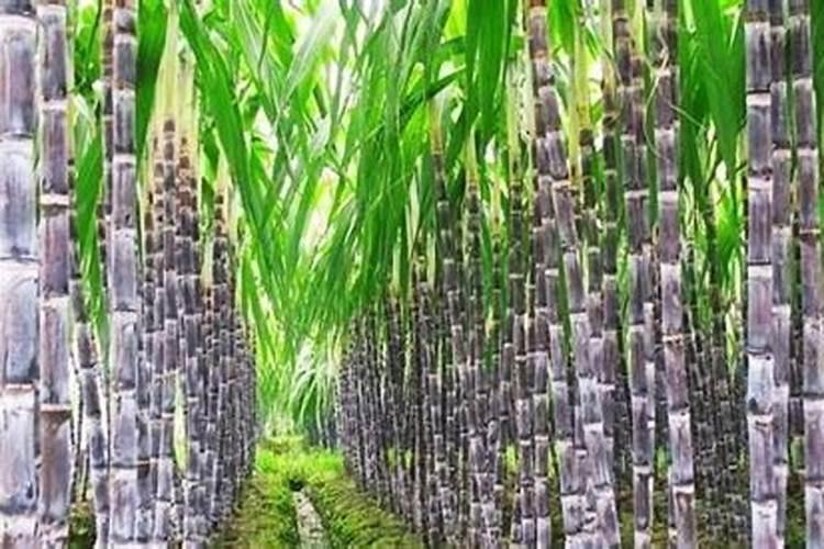 甘蔗是怎么种植的？是用种子还是用块茎？如何实现高产？