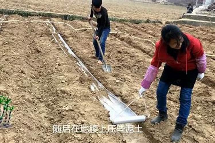 钾肥如何施用