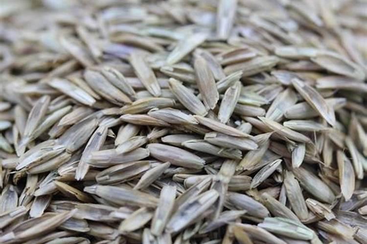 种草籽能不能撒肥料