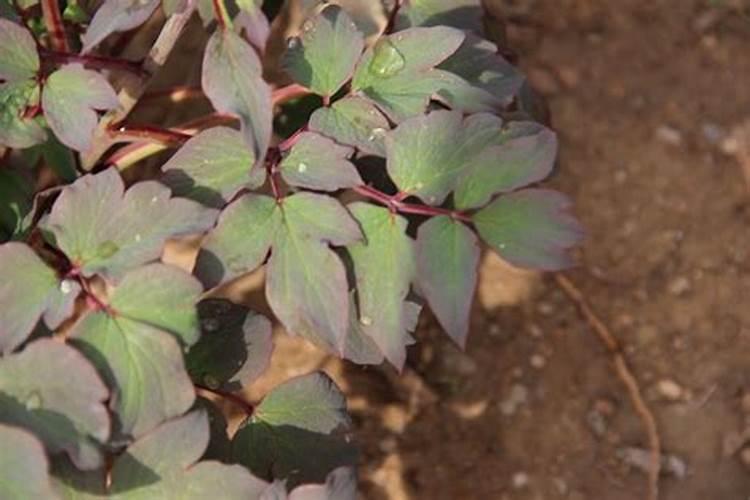 牡丹花根怎么种？