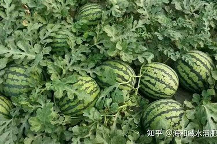 西瓜怎么施肥又大又甜？西瓜座果期用什么肥效果好？