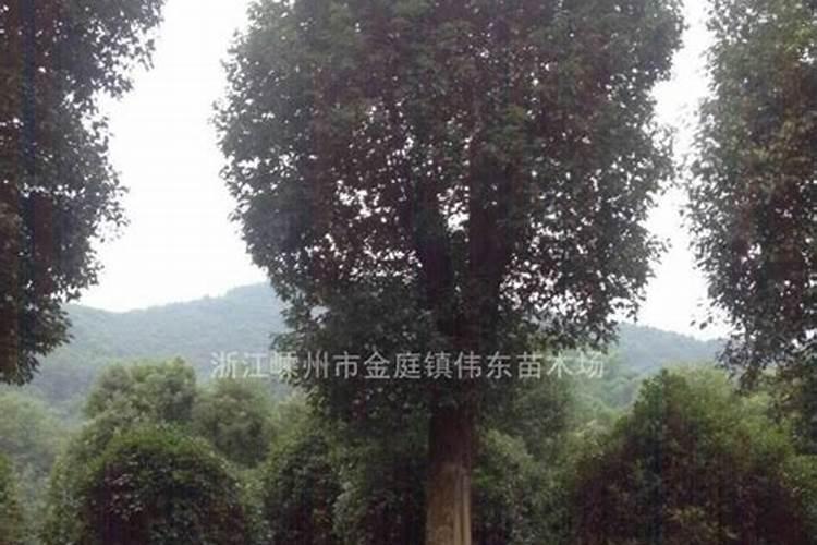 如何治疗香樟黄化病