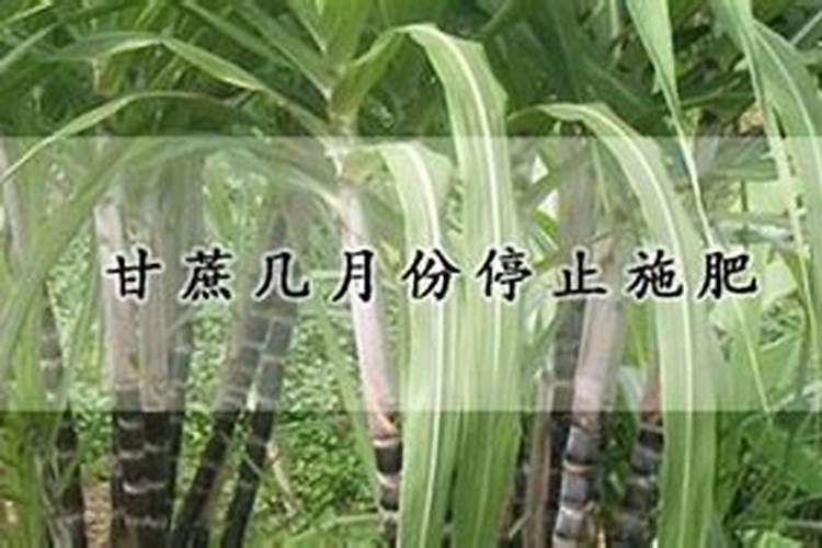种黑皮甘蔗要施几次肥 如何施肥才高产