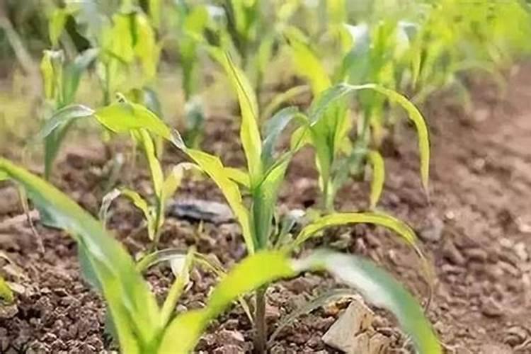 苹果花后施什么肥 苹果花后施哪些肥